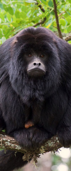 Entrada a la Reserva de mono carayá cerca de la Posada Los Cedros